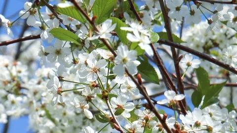 Blooming cherry Stock Footage 89957234