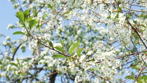 Blooming cherry Stock Footage 89957524