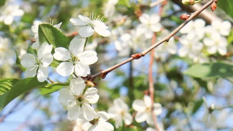 Blooming cherry Stock Footage 89957893
