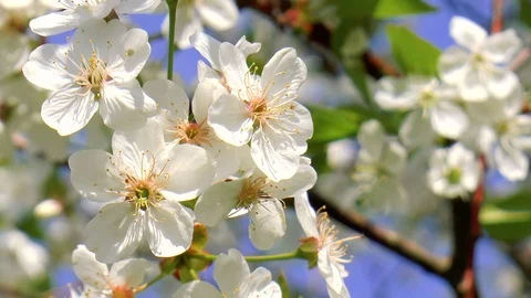 Blooming cherry Stock Footage 89957945