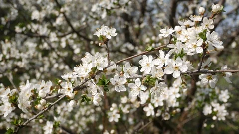 Blooming cherry Stock-Footage 123064135