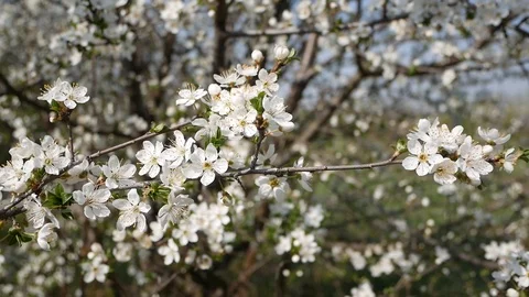 Blooming cherry Stock Footage 123064276