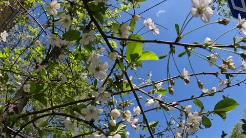 Blooming cherry Stock Footage 240127433
