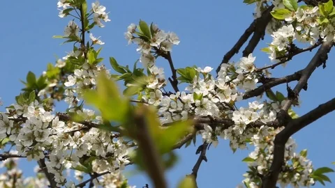 Blooming cherry in the garden against the blue sky. Stock Footage 101725921