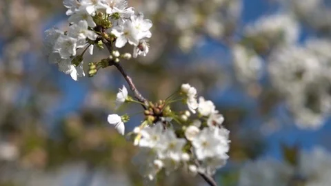 Blooming cherry garden close-up with beautiful bokeh Stock Footage 115361219