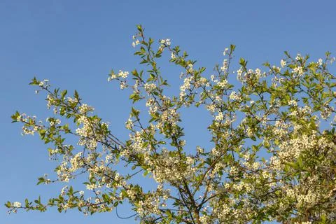 Blooming cherry in the garden at sunset. Spring landscape. Stock Photos