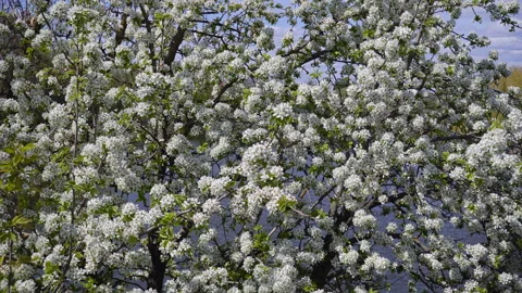 Blooming Cherry Near The Cliff At The River. Stock Footage 129664824