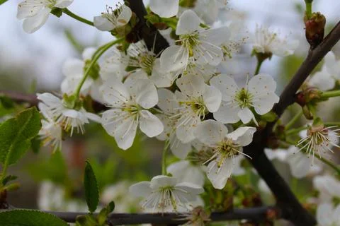Blooming cherry or apple branch Stock Photos