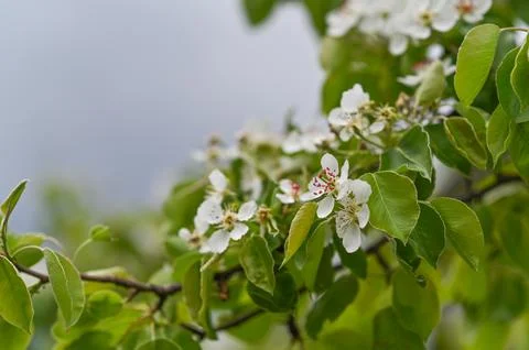 Blooming cherry or apple tree branch, delicate white flowers and vibrant gr.. Stock Photos