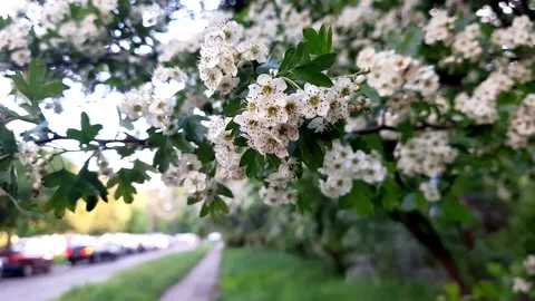 Blooming cherry or hawthorn. Stock Footage 264050001