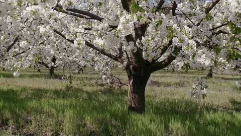 Blooming cherry orchard Video stock 94842198