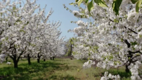 Blooming cherry orchard Video stock 94842234