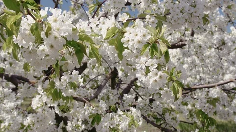 Blooming cherry orchard Video stock 94842273