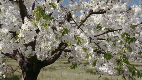 Blooming cherry orchard Video stock 94842296