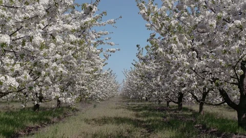 Blooming cherry orchard Video stock 94842350