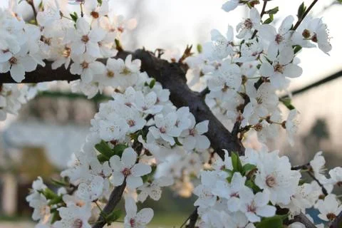 Blooming Cherry Orchard Stock Photos
