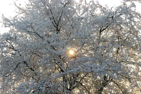 Blooming Cherry Orchard Stock Photos