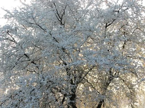 Blooming Cherry Orchard Stock Photos