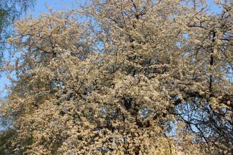 Blooming Cherry Orchard Stock Photos