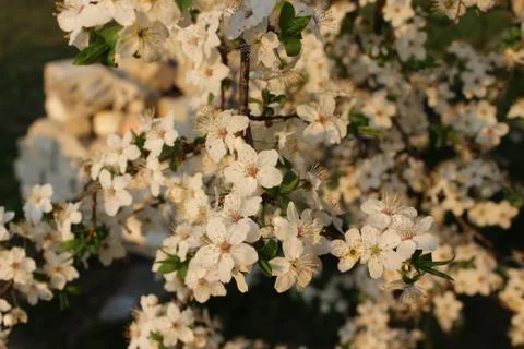 Blooming Cherry Orchard Stock Photos