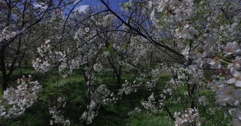 Blooming Cherry Orchard Spring by Drone Stock Footage 76455593