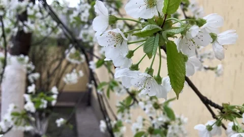 Blooming Cherry Orchard on a Sunny Spring Day 스톡 동영상 342637680