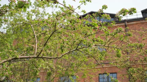 Blooming Cherry over Brick Building in Spring Day Stock Footage 168172573