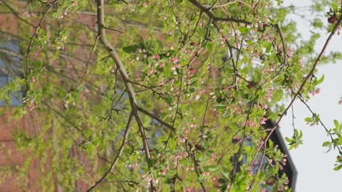 Blooming Cherry over Brick Building in Spring Stock Footage 168271046