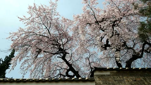 Blooming cherry over the wall of the old palace of Korea Vidéo 145973995