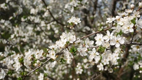 Blooming cherry. Panorama Stock Footage 106995445