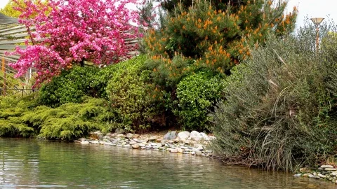 Blooming cherry in the park by the lake Stock Footage 107827128