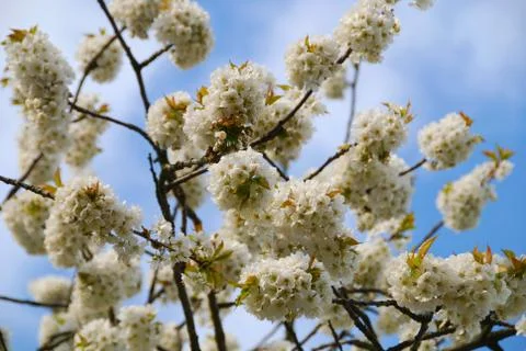 Blooming cherry Stock Photos