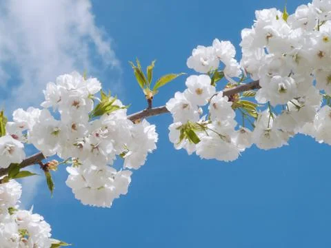 Blooming cherry Stock Photos