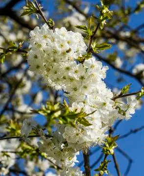 Blooming cherry Stock Photos