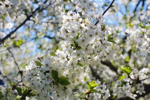 Blooming cherry Stock Photos