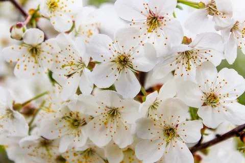 Blooming cherry Stock Photos