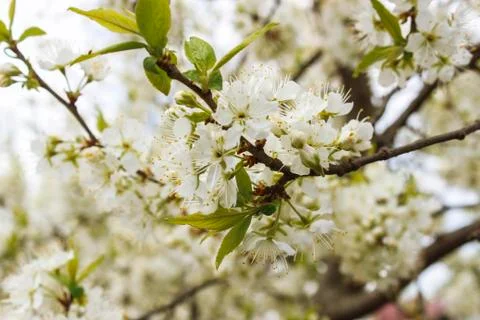 Blooming cherry Stock Photos
