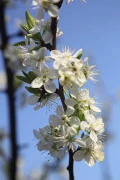 Blooming cherry Stock-Fotos