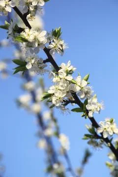 Blooming cherry Stock Photos