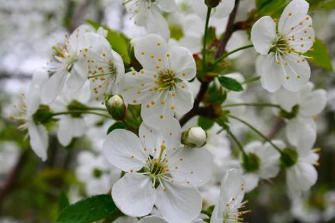 Blooming cherry Stockfoto's
