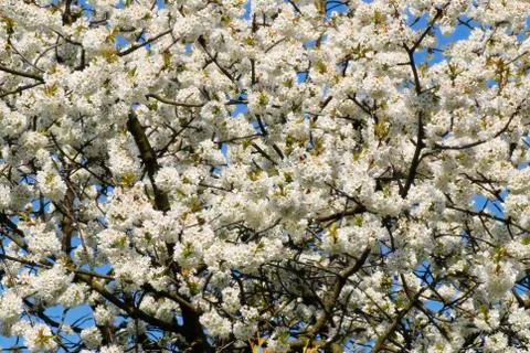 Blooming cherry Foto stock