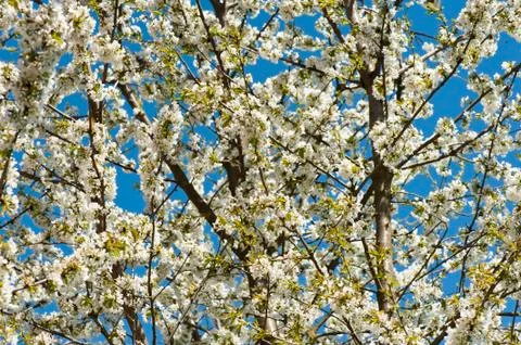 Blooming cherry Foto stock