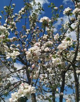 Blooming cherry Foto stock