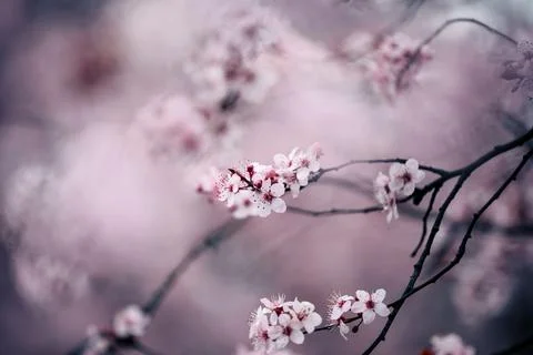 Blooming cherry Stock Photos