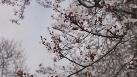 Blooming Cherry Plum on an early spring day Stock Footage 344809870