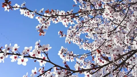 Blooming cherry plum flowers on a branch against blue sky on spring day Stockbeeldmateriaal 305510056