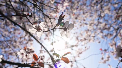 Blooming cherry plum flowers in sunlight against blue sky on a spring day Stockbeeldmateriaal 305510057
