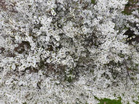 Blooming cherry plum. Stock Photos