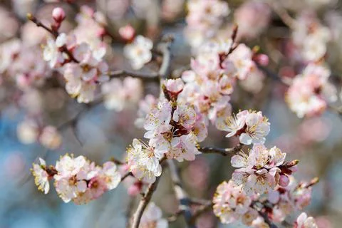 Blooming cherry plum Foto stock