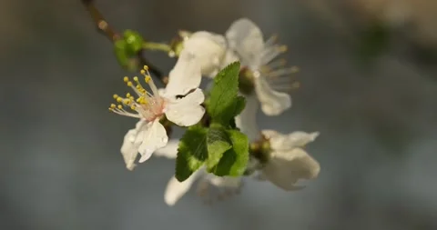 Blooming cherry plum tree with beautiful flowers close-up. Prunus cerasifera Stockbeeldmateriaal 162567687